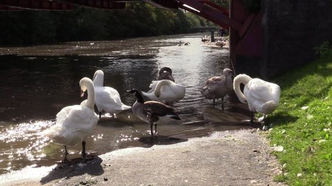 Leicester / UK - October 2 2019: Swans and geese on a pathway, next to River Soar