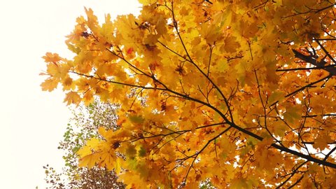 Yellow maple leaves on a branch swaying in the wind under the autumn sky