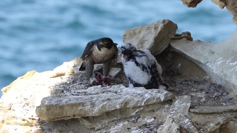 Peregrine Falcon feeding chicks at nest