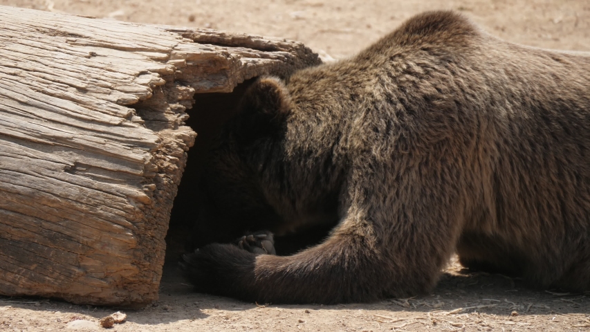 Cheerful view of a large brown bear eating something and keeping its head under a moldering tree in an opening which lies on a sandy bank of a pond in summer