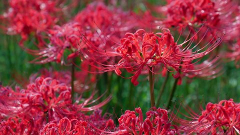 A cluster of red cluster amaryllis blooming