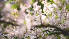Cherry Blossoms In Full Bloom, Fresh Beauty Spring Flowers, Floral Nature Background, Blossom Tree Plant Flowering, Sakura Flower