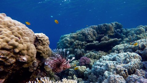 Diving. Tropical fish and coral reef. Underwater life in the ocean