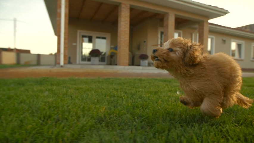 Little toy poodle puppy running fast at the yard at slowmotion. Yard covered with green lawn with house on the background. Apricot fur fluttering in the wind. Sunny day. slow motion Royalty-Free Stock Footage #1038295847