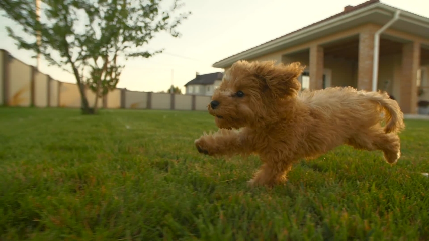 Little toy poodle puppy running fast at the yard at slowmotion. Yard covered with green lawn with house on the background. Apricot fur fluttering in the wind. Sunny day. slow motion | Shutterstock HD Video #1038295847