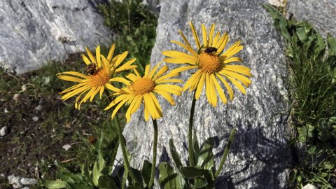 The yellow flowers of mountain arnica flourished in mountain meadows.