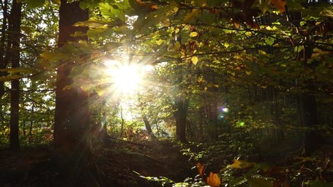  Beautiful sunrays and flying fireflies in autumn sunny forest.
