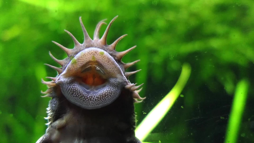 Corydoras paleatus is a species of catfish (order Siluriformes) of the family Callichthyidae. Its common names include blue leopard corydoras, mottled corydoras and peppered catfish.