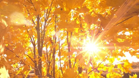 Sunset shine through vibrant yellow fall leaves with sunflares and sunbeams

