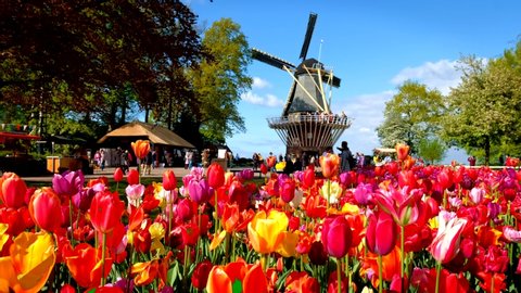 KEUKENHOF, NETHERLANDS - MAY 9, 2017: Blooming pink tulips flowerbed in Keukenhof garden, aka the Garden of Europe, one of the world largest flower gardens & windmill & tourists. Lisse, Netherlands