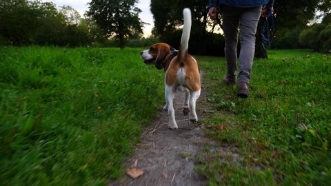 Dog walk next to owner at small path in evening park, moving camera follow behind. Man and pet come together, green grass around, some bushes and trees. Beagle quickly look back then run near guy leg