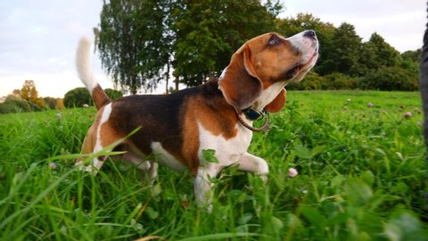 Handsome dog jog in grass after owner, warm summer evening at city park. Beagle follow man, look around, put head down and sniff ground. Happy pet at walk in green outdoors