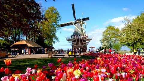 KEUKENHOF, NETHERLANDS - MAY 9, 2017: Blooming pink tulips flowerbed in Keukenhof garden, aka the Garden of Europe, one of the world largest flower gardens & windmill & tourists. Lisse, Netherlands