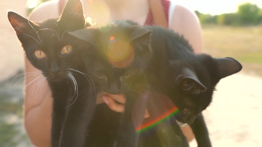 Woman holds three black kittens in her arms. Concept of animal care and home search