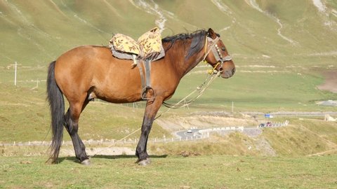 horse sense humor-horse defecating excrement Stock Footage Video (100%