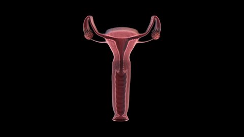 Female reproductive organs whole section - rotation loop  - 3D animation of female reproductive organs on a black background