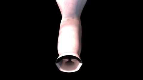 Female reproductive organs whole - slide  - 3D animation of female reproductive organs on a black background