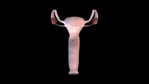 Female reproductive organs whole - rotation loop - 3D animation of female reproductive organs on a black background