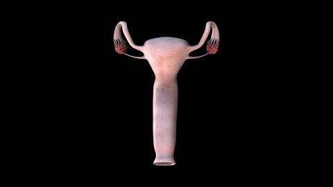  Female reproductive organs whole - zoom in - 3D animation of female reproductive organs on a black background