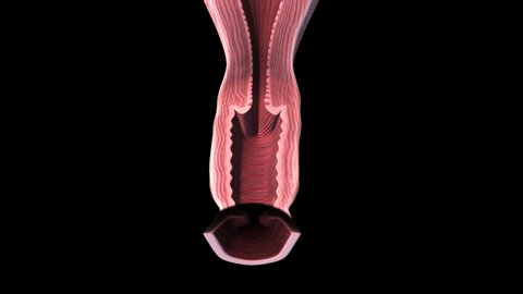 Female reproductive organs whole section - slide  - 3D animation of female reproductive organs on a black background