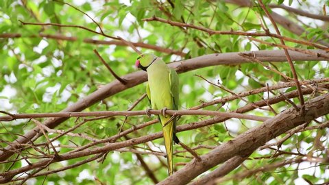 Single Green Parrot on a branch of a tree in a garden of Dubai, United Arab, Emirates UAE, Middle East