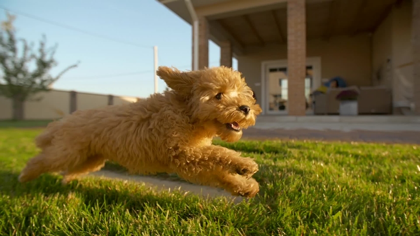 Little cute toy poodle dog running fast at the backyard at slowmotion, 200fps. His face is smiling. Yard covered with green lawn, green grass with house on the background. Apricot fur fluttering in | Shutterstock HD Video #1038326681