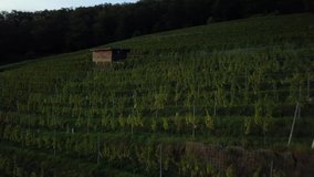 4K cinematic beautiful aerial of italian vineyard at the hill. Gorgeous aerial video over the vineyard coutnryside at sunset. Ecology organic farming harvest theme. Old tiny house in the vineyard