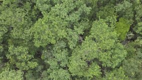 Drone aerial video beautiful cenote sinkhole. Yucatan Mexico are unique places for unique journey among impassable rainforest. Concept outdoor nature footage.