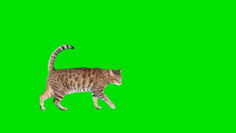 4K Bengal cat on green screen isolated with chroma key, real shot. Cat slowly walking across the frame from left to right