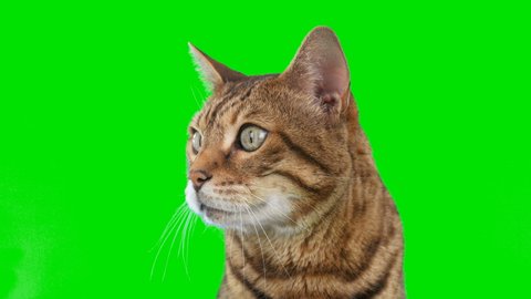 4K Bengal cat on green screen isolated with chroma key, real shot. Close-up portrait of cat sitting down looking around