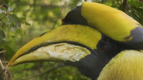 4k Uhd Javan Rhinoceros Hornbill Stockvideos Filmmaterial 100 Lizenzfrei Shutterstock