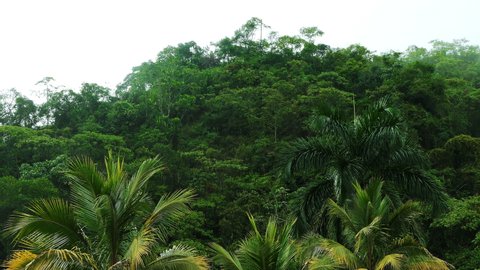 Tropical Jungle with dense trees. Amazon Rain forest with palm trees. Epic Nature background. High Humidity Jungle. Green mountain woods trees full hd and 4k.