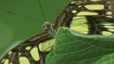 Extreme close up of a Siproeta butterfly taking off from a leaf in 60fps slow motion