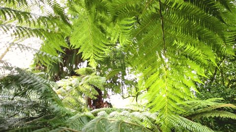 Tropical fern plant. Fresh green forest foliage. Beauty in nature. Freshness lush green leaves. Rainforest jungle plants. Abstract exotic texture. Fantasy woods landscape