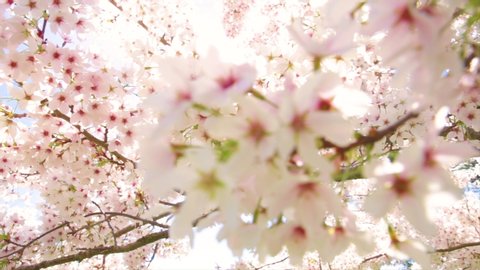 Cherry Blossom, Sakura Flower, Blossoming Cherry Tree In Full Bloom On Blue Sky Background, Beautiful Spring Flowers, Fresh Pink Flowers, Beauty Of Fresh Blossoms Petals
