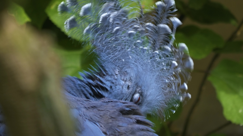 Close up of the head of a Victoria crowned pigeon from the right side cleaning it self.