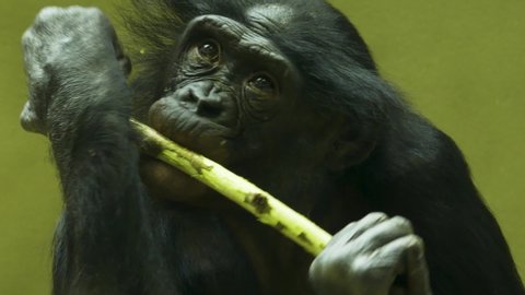 Bonobo chewing the bark on a stick