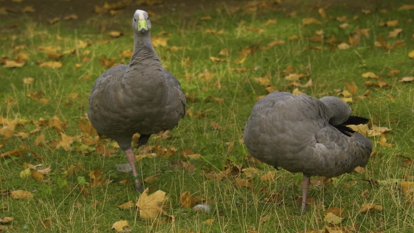 Close up of two Australian Cape Barren geese cleaning them self