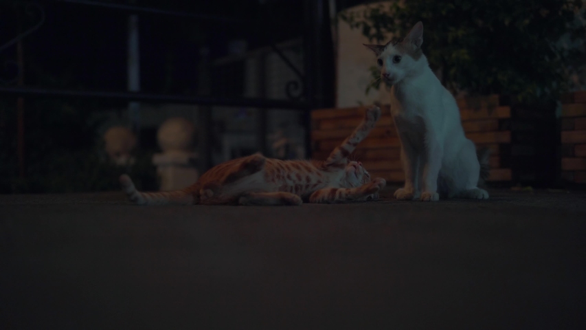 Cat Fights On City Street At Night. Stray Alley Cat In Greece Sits On City Street At Night.Homeless Orange Tabby Cat Sitting On Street.  Royalty-Free Stock Footage #1038343952