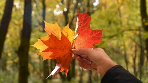 Colorful autumn maple leaves in woman's hand. Fall season, walking in the park