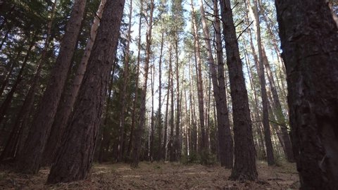 Tall fir trees in wild forest. Walking through wild autumn forest. Steadicam movement.