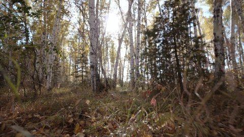 Steadicam movement through wild autumn forest.