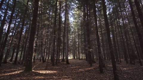 Woodland walk. Steadicam movement while walking in lost wild autumn forest with tall fir trees.