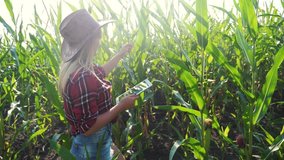 smart farming slow motion video concept. agronomist girl holds tablet touch pad computer in corn field is studying and examining crops before harvesting. female a Agribusiness concept. woman farmer