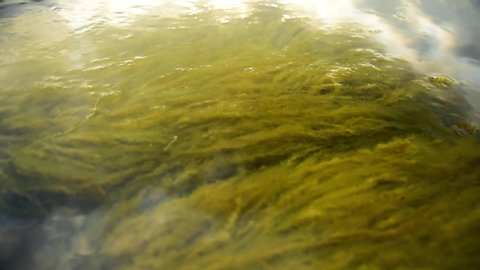 Moving seaweed under water. Baltic sea