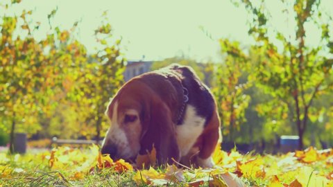 Dog Basset Hound Autumn Park Walk