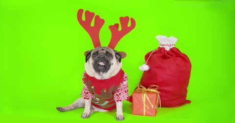 Sweet, fun pug dog wearing holiday red Christmas reindeer antlers and cute sweater. Green screen. Portrait, sitting funny. Christmas Dog Costume. Christmas gift, present
