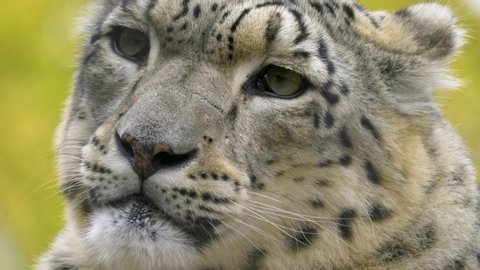 Close up of snow leopard head looking into the camera and blinking.