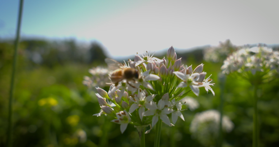 Close up of a bumblebee pollinating a wildflower.