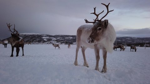 Herd of reindeers looking for food in snow, Tromso region, Northern Norway